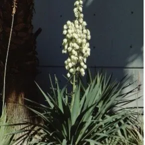 thumbnail for publication: Yucca gloriosa Spanish Dagger, Moundlily Yucca